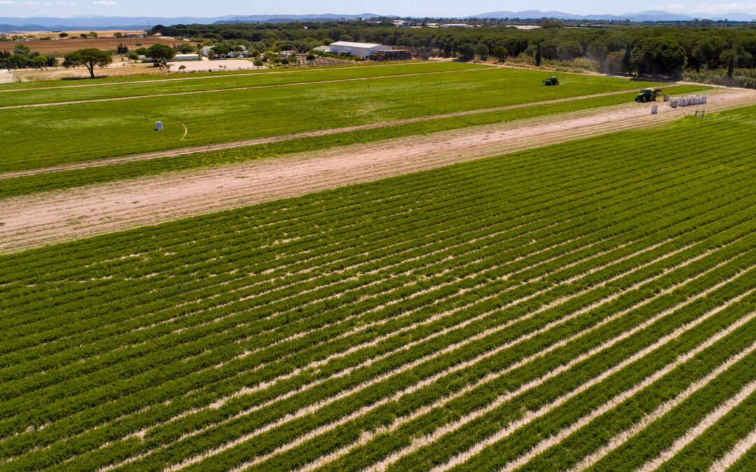 La agricultura ecológica tacha de «retroceso histórico» la propuesta de la futura PAC que acaba con el modelo de producción sostenible