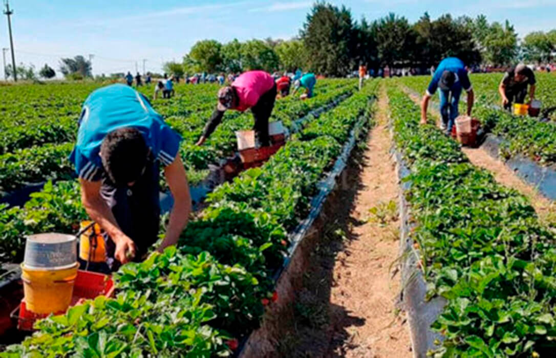 La agricultura registra 2.800 ocupados más y 7.500 parados menos en el segundo trimestre: mejor que en el anterior trimestre pero peor que hace un año