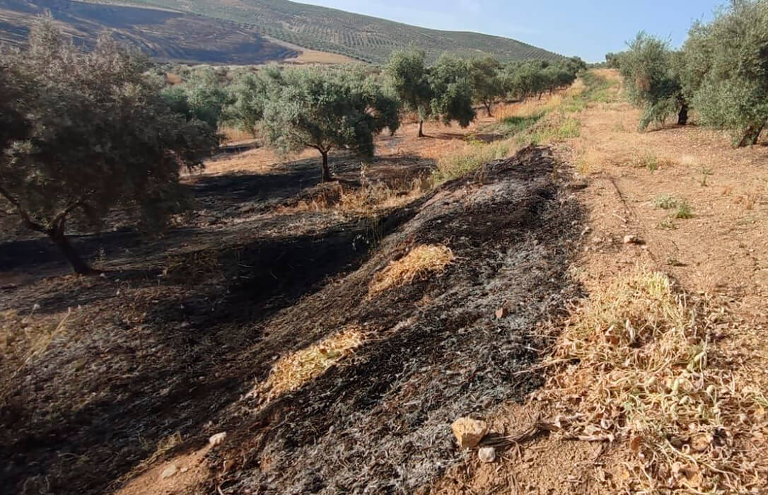 Las obligaciones de la PAC se siguen cobrando nuevas víctimas: otro incendio de olivar por la obligación de mantener la cubierta vegetal