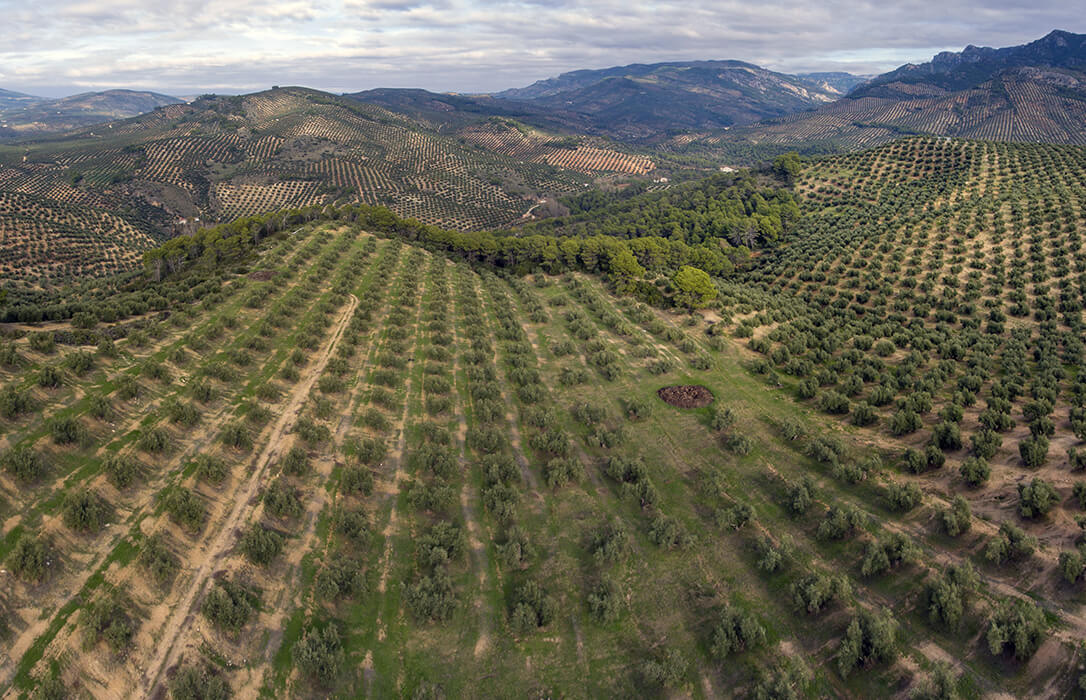 La Junta de Andalucía pide cambiar la normativa estatal que permite plantas solares en zonas agrícolas pero mantiene la tala de los olivos andaluces