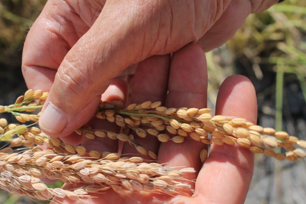 Estudian cómo convertir restos de posidonia en fertilizantes sostenibles para mitigar el impacto del estrés salino en el cultivo de arroz