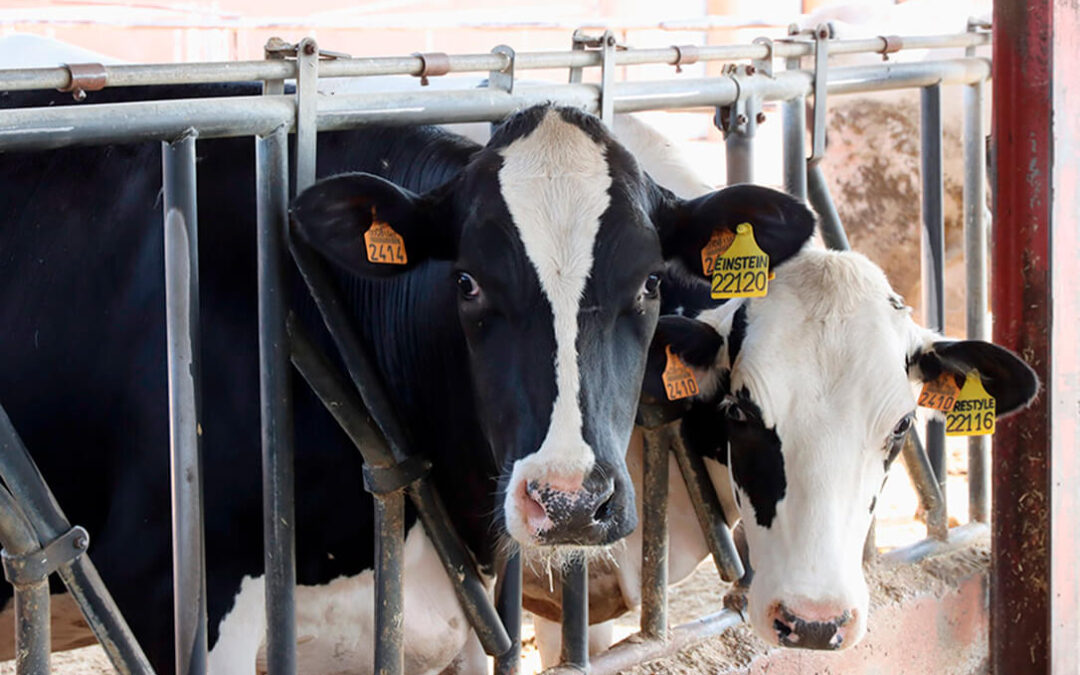 España, a la cola de Europa en el precio de la leche de vaca en origen al recibir una media del 10% menos que el resto de países