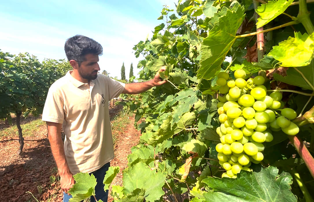Impulsan la investigación de fertilizantes y fitosanitarios sostenibles para la agricultura ecológica en el proyecto europeo BIO2