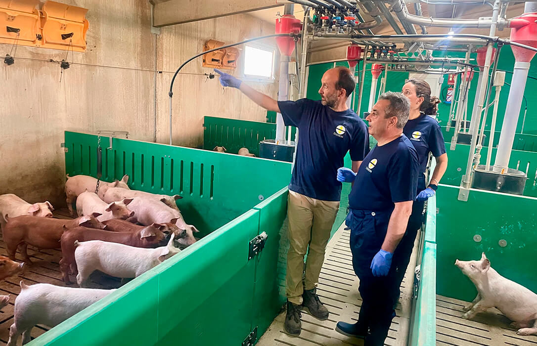 Una investigación en la que participa la Junta de CyL trabaja en la mejora de la alimentación para reducir la huella de carbono del sector porcino