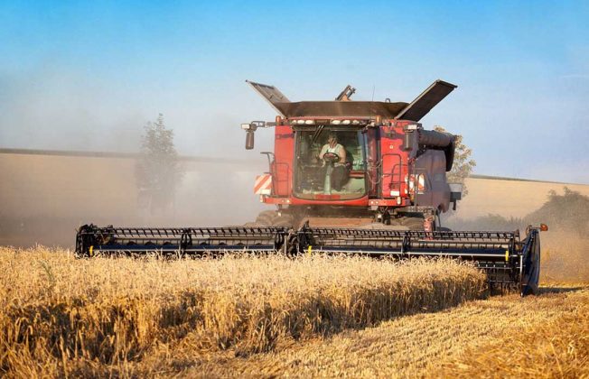 Concluye con resultados decepcionantes la cosecha del cereal en la provincia de Córdoba con una reducción del 20% en la producción