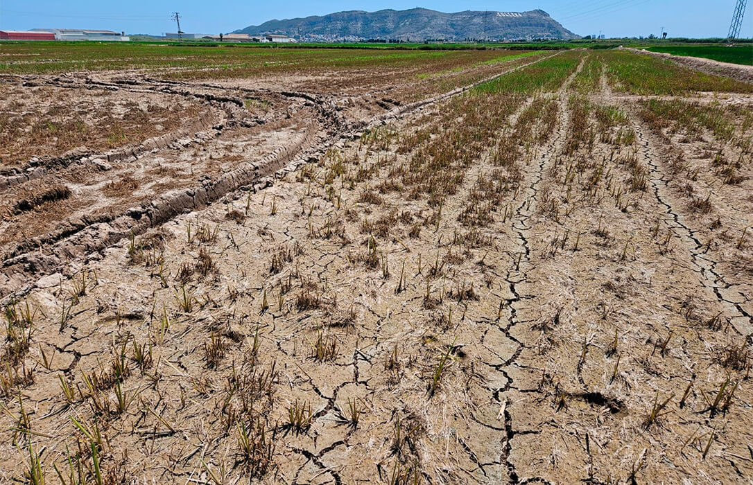 Urgen soluciones ante la súbita reaparición de la ‘rosquilla del arroz’ en la Albufera y donde la plaga ha destrozado amplias zonas de cultivo