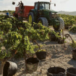 El vino, motor del desarrollo rural: genera el 2% del empleo en España con una estimación de más de 368.100 puestos de trabajo