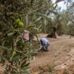 Alertan de la situación del olivar tradicional en la provincia de Huelva acosado por la sequía, la falta de relevo y el olivar extensivo