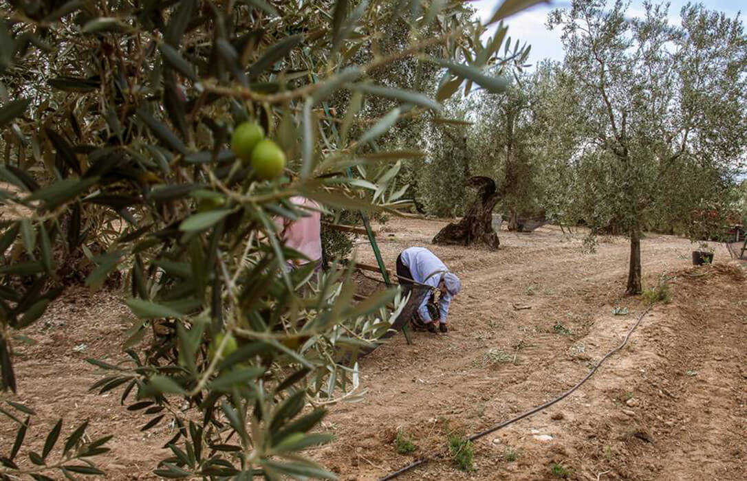 Alertan de la situación del olivar tradicional en la provincia de Huelva acosado por la sequía, la falta de relevo y el olivar extensivo