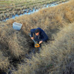 El arroz español, al borde del colapso por falta de soluciones fitosanitarias: Cooperativas pide al Ministerio medidas para salvar el cultivo