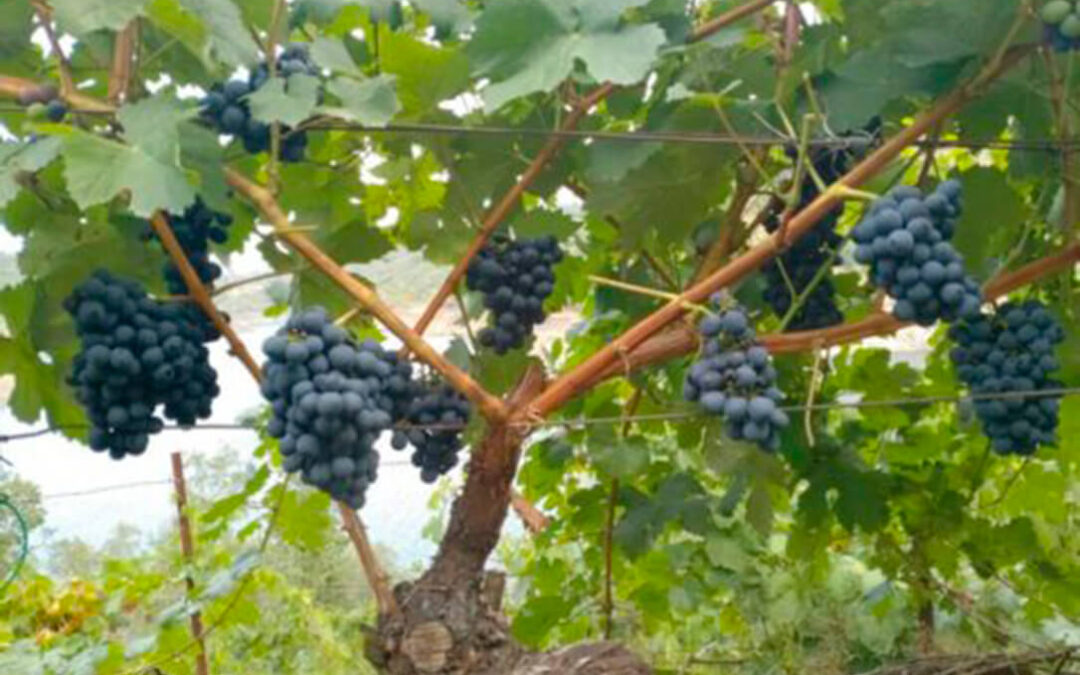 Advierten que la posible subida de aranceles de EEUU al vino español no puede crear la tentación de bajar el precio ante la próxima vendimia