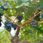 Advierten que la posible subida de aranceles de EEUU al vino español no puede crear la tentación de bajar el precio ante la próxima vendimia