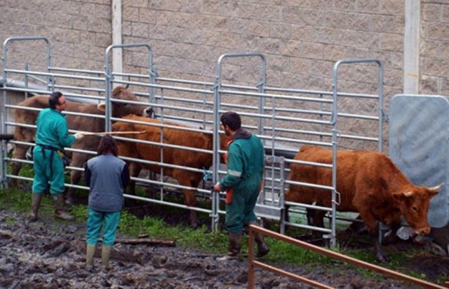 Enfado con un Ministerio «anclado en un inmovilismo, totalmente obsoleto e ignorante de la realidad del campo» sobre la tuberculosis