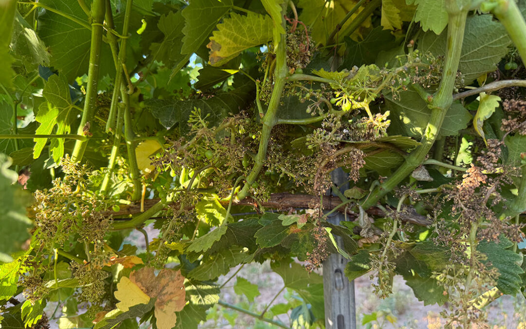 Un tercio de las hectáreas cultivadas dentro de la DO Rueda están afectadas por el mildiu: la solución son variedades resistentes a este hongo