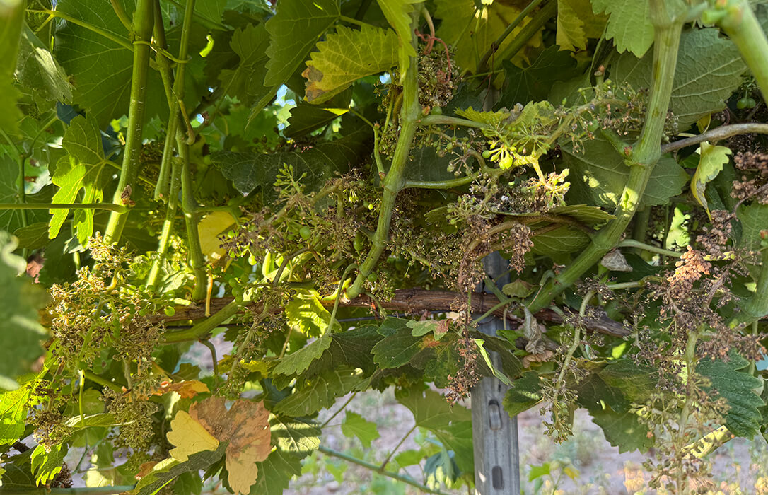 Un tercio de las hectáreas cultivadas dentro de la DO Rueda están afectadas por el mildiu: la solución son variedades resistentes a este hongo