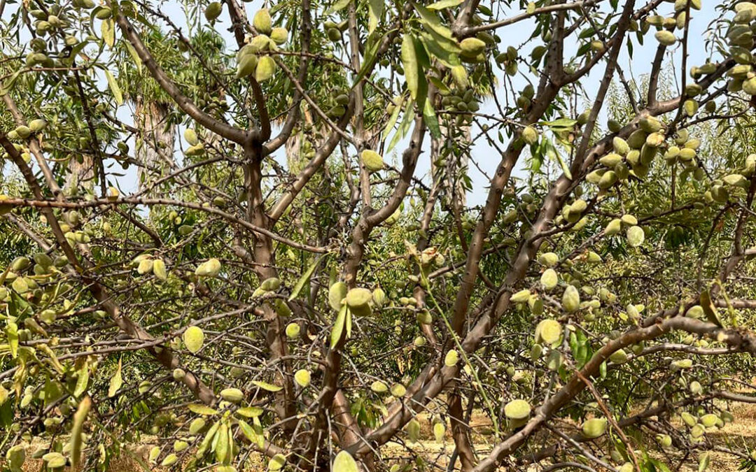 Acusan al Ministerio de dar un varapalo a los agricultores al denegar el uso excepcional de abamectina en almendros contra la araña roja