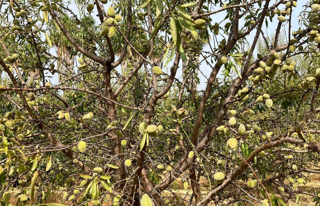 Acusan al Ministerio de dar un varapalo a los agricultores al denegar el uso excepcional de abamectina en almendros contra la araña roja