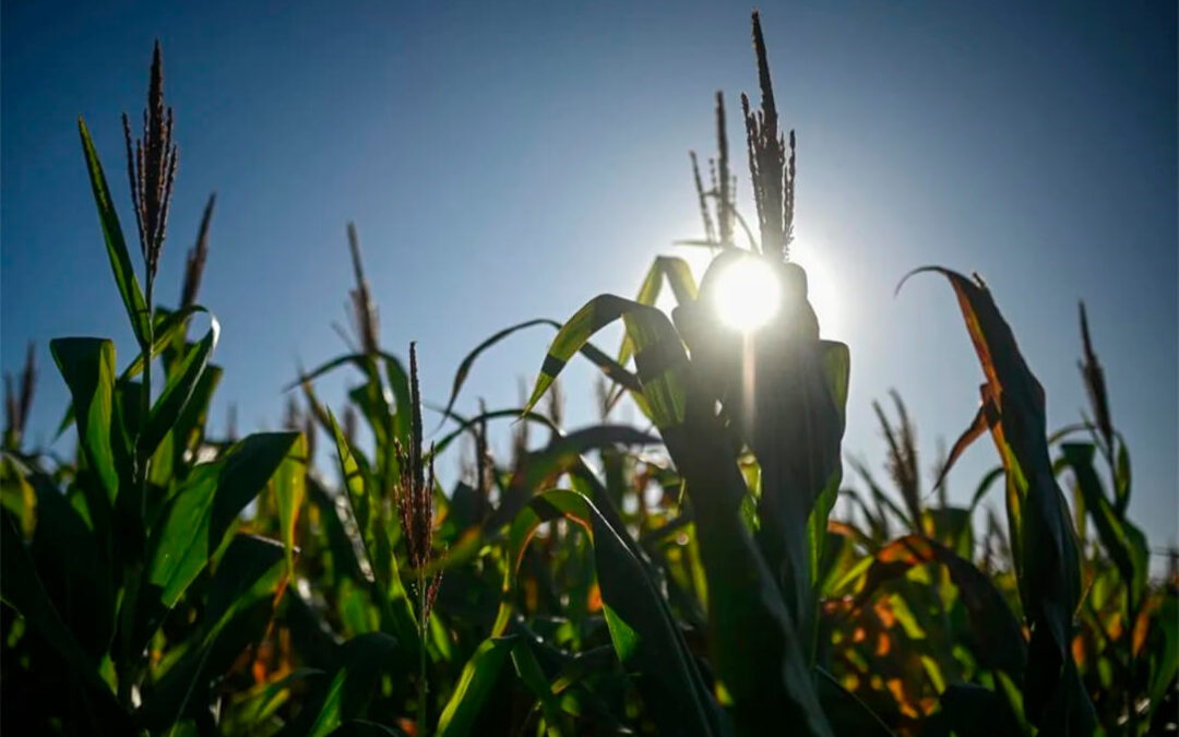 Vuelve el verde al maíz: el mercado nacional reacciona al impulso internacional porque clima y cosechas tensan los precios en Europa y Rusia