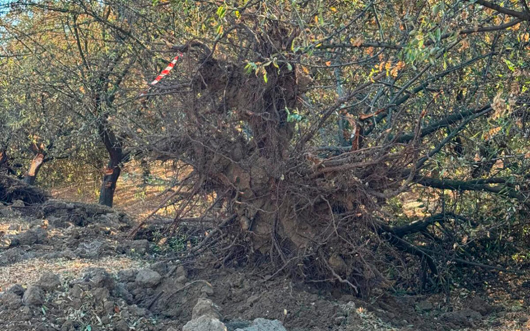 El almendro, de capa caída en Sevilla, desde donde destacan que este cultivo tiene las horas contadas por las plagas y bajos precios