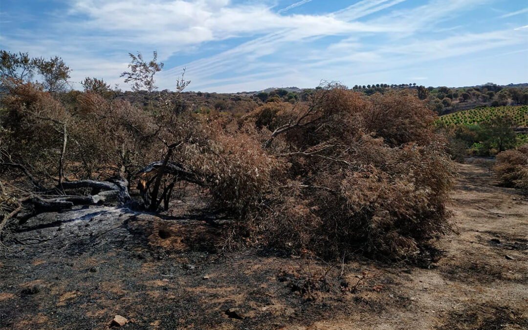 El sector agrario no solo pide aplicar medidas concretas sino poder participar en el gran Pacto de Estado contra los incendios