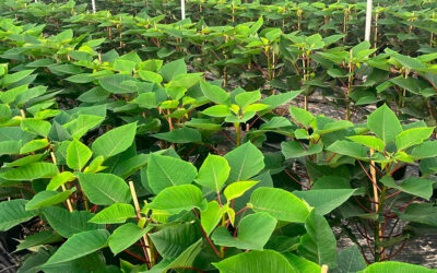 La Navidad ya empieza a florecer en Almería: La flor de Pascua que adorna los hogares en diciembre ya e cultiva ya en sus invernaderos