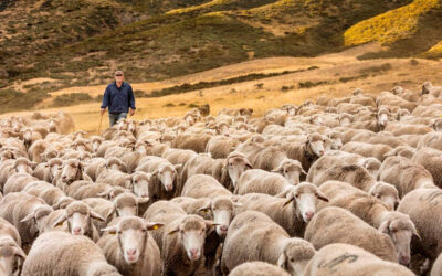 Las ovejas, aliadas frente a los incendios en la montaña leonesa: Interovic recalca la importancia del pastoreo en este momento crítico