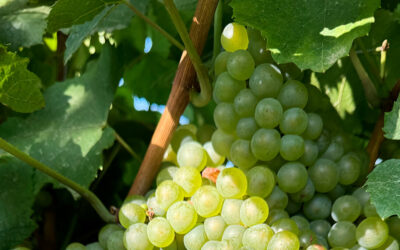 Aragón, tierra de vinos con carácter: comienza la vendimia 2025 en una de las regiones con mayor riqueza vitivinícola de España