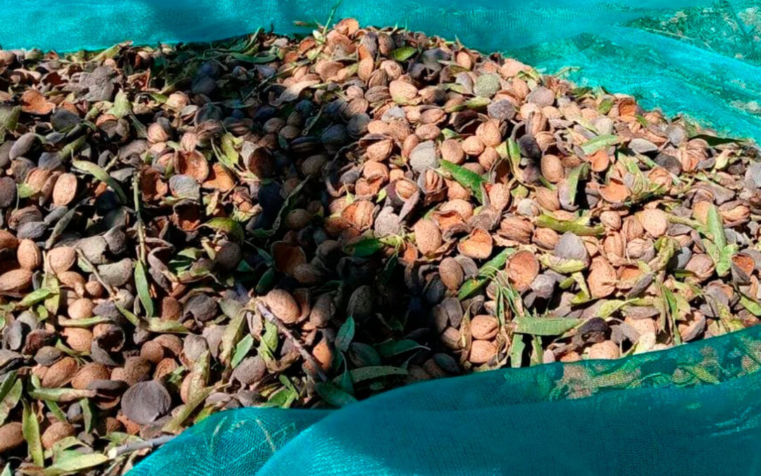 Mientras que siguen sin aranceles las almendras de EEUU, la CE notifica almendras de California con el triple de aflatoxinas del nivel máximo permitido