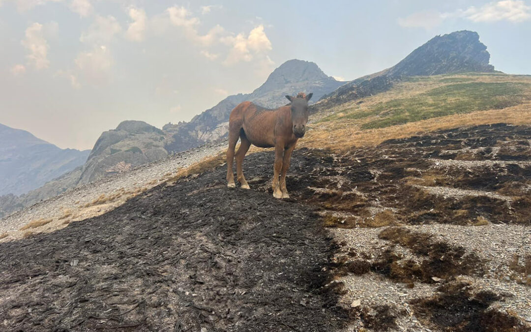 El Ministerio dará ayudas directas de hasta 10.000 euros para cada agricultor y ganadero afectado por los incendios compatibles con otros pagos