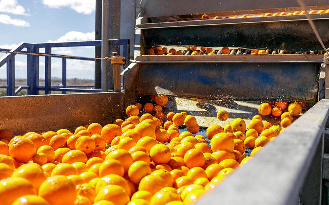 El acuerdo de Mercosur impactará en la viabilidad del zumo y la cosecha con defectos o falta de calibre no podría venderse y no se valorizaría