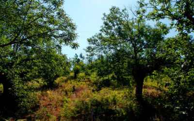 El castañar andaluz se marca como reto ser rentable «por sí mismo», sin depender de las ayudas directas al campo