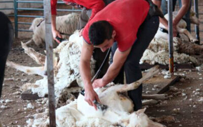 Las autoridades chinas reabren su mercado a la lana y las pieles españolas de ovino y caprino tras casi dos años de bloqueo sanitario