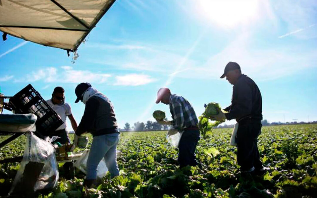 El sector agrícola vuelve a liderar en agosto la bajada del paro anual con un retroceso del 12,44%, y 10.880 desempleados menos que hace un año