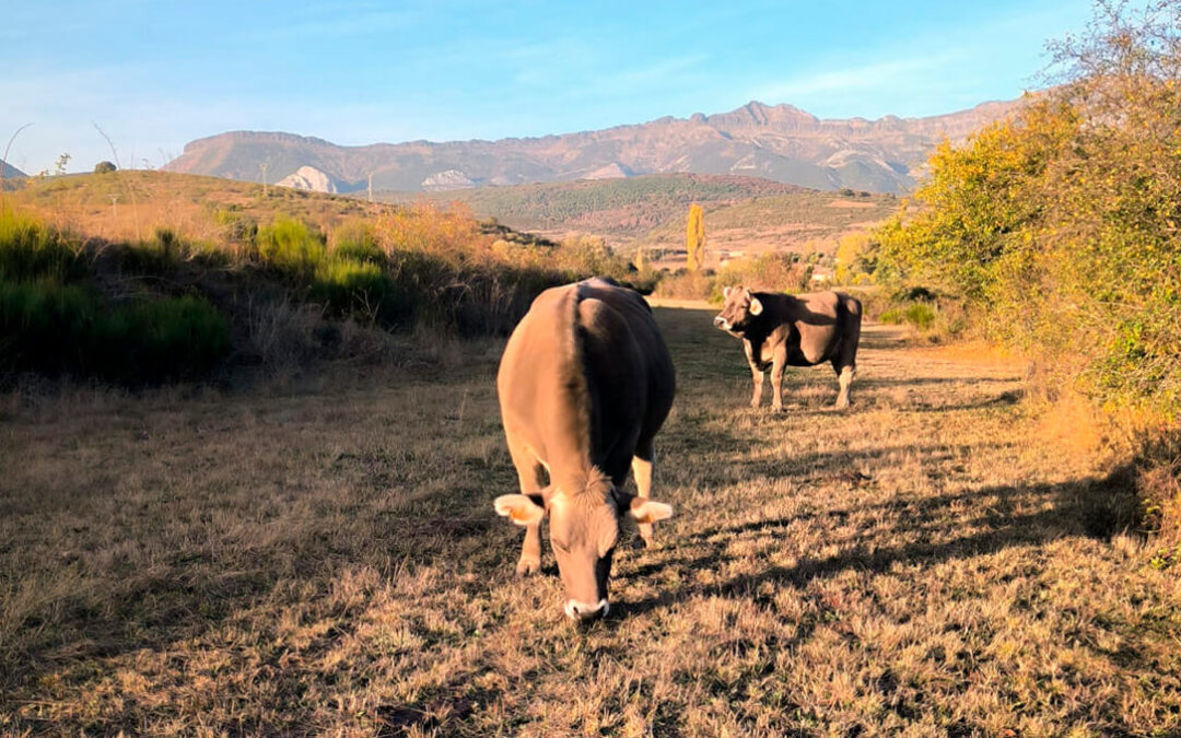 Más tensión con las lonjas: ganaderos de bovino de carne insisten en que el precio de la de Salamanca está 20 cts./kg por debajo del mercado