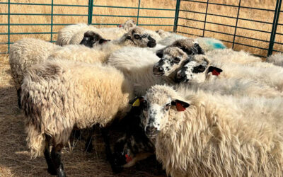 La Comunidad de Madrid entrega 21 ejemplares de oveja colmenareña al ganadero afectado por el incendio de Tres Cantos de este verano