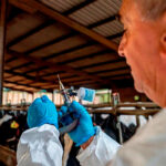 El Institut Agrícola exige al Ministerio de Agricultura ejercer sus competencias para acelerar la vacunación contra la dermatosis nodular