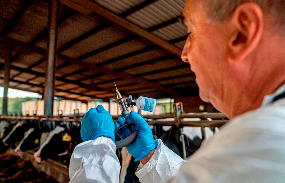 El Institut Agrícola exige al Ministerio de Agricultura ejercer sus competencias para acelerar la vacunación contra la dermatosis nodular