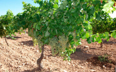 Las bodegas cooperativas ya trabajan con los viticultores en la adaptación del viñedo europeo al cambio climático