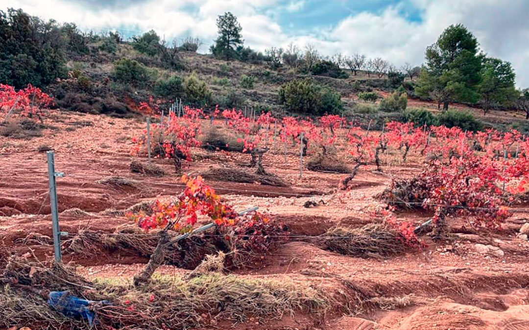 Aniversario con malas sorpresas: denuncian la eliminación de una partida de ayudas de la Generalitat a agricultores afectados por la DANA