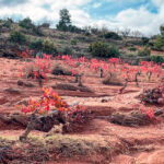 Anniversary with unpleasant surprises: farmers denounce the elimination of a portion of aid from the Generalitat to those affected by the DANA storm.