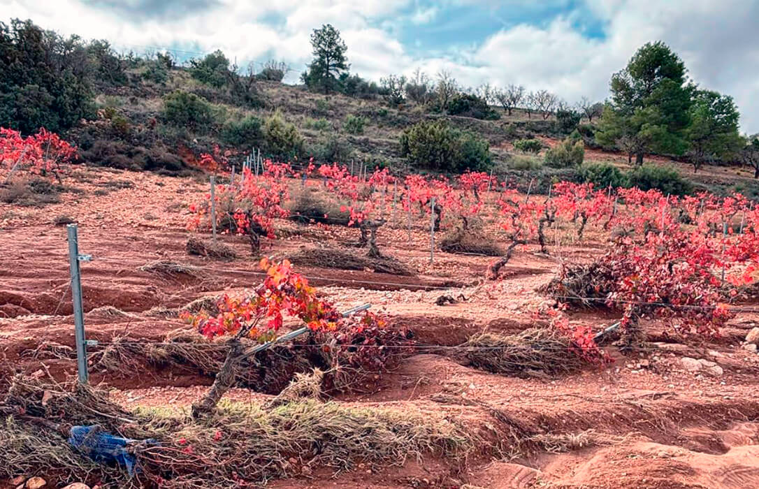 Aniversario con malas sorpresas: denuncian la eliminación de una partida de ayudas de la Generalitat a agricultores afectados por la DANA