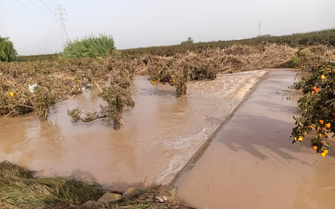 Aniversario de la DANA: calculan 214.000 toneladas la pérdida de capacidad productiva en los cultivos con un valor de más de 103 millones