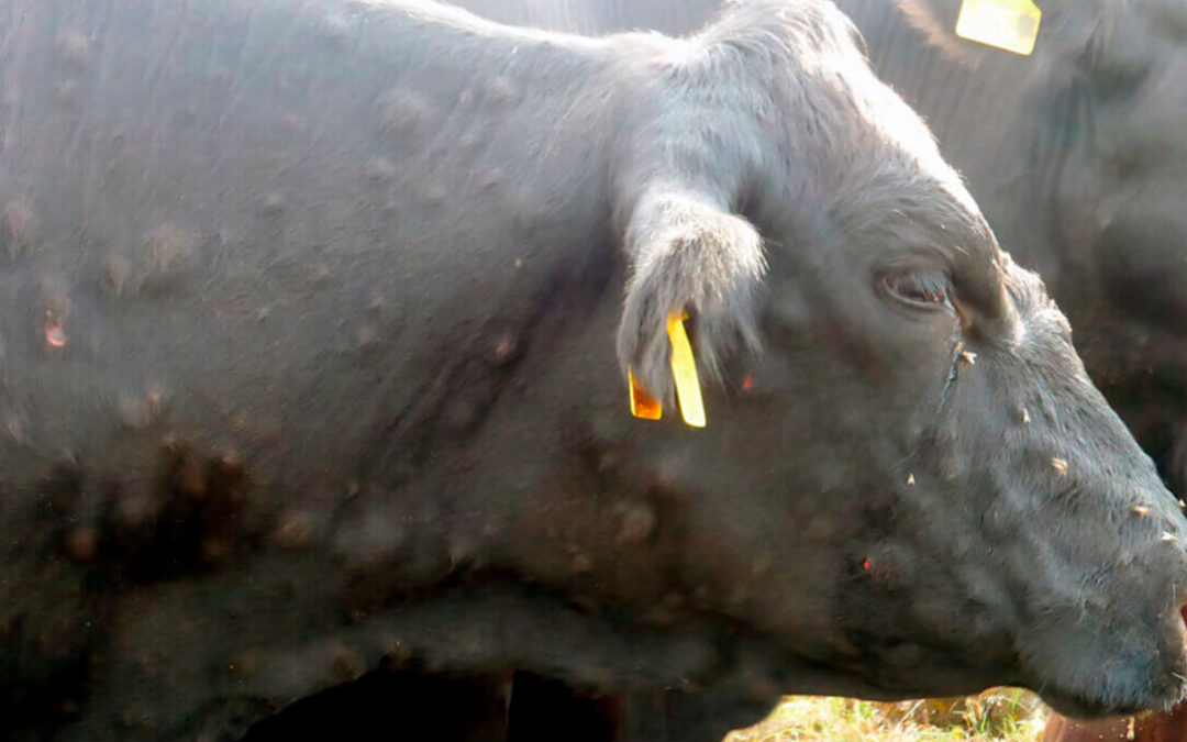 Ante la ausencia de un plan nacional de actuación, las CCAA toman sus propias medidas ante la dermatosis incluyendo la inmovilización del ganado