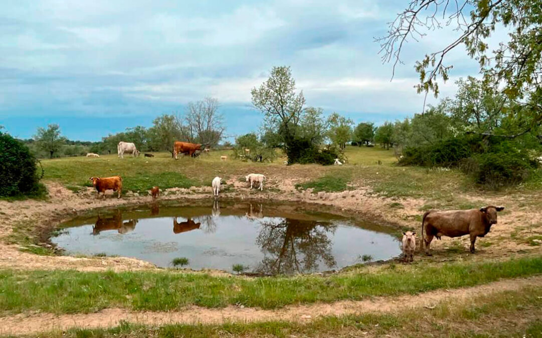 La Junta de CyL publica un formulario online para que los municipios afectados por los incendios puedan construir balsas para el abastecimiento ganadero