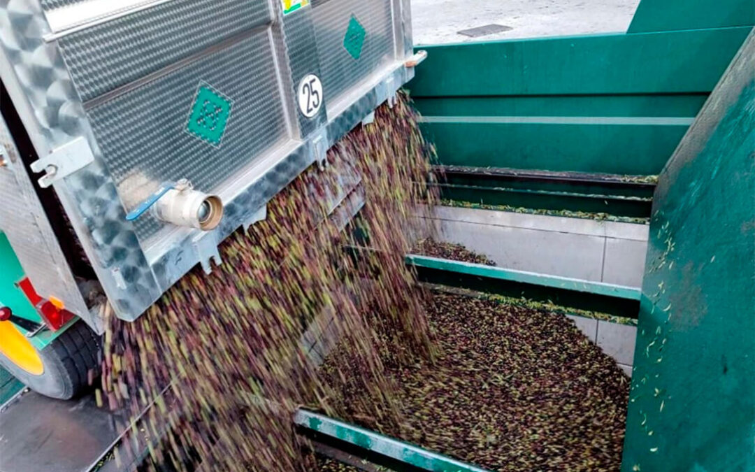 De la vendimia a la campaña del aceite: la cooperativa El Progreso de Villarrubia prevé recoger 9 millones de kilos de aceituna