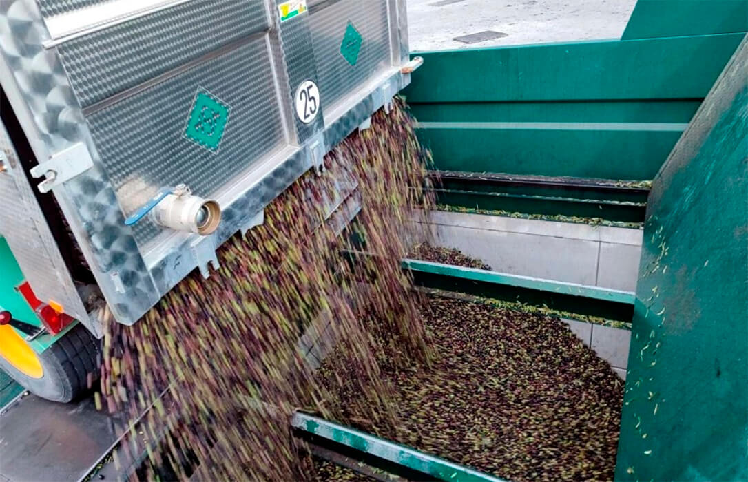 De la vendimia a la campaña del aceite: la cooperativa El Progreso de Villarrubia prevé recoger 9 millones de kilos de aceituna