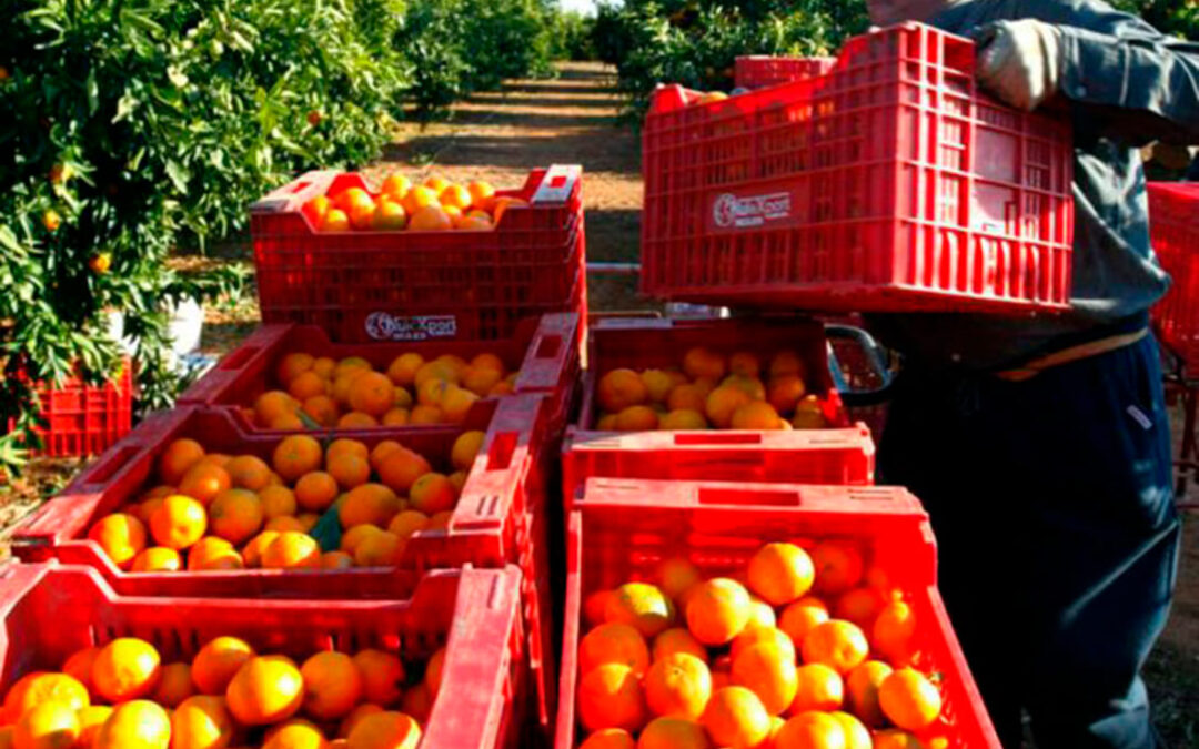 Guerra regional en los cítricos: «El MAPA permitirá que el dinero de los citricultores andaluces financie los centros de investigación valencianos»