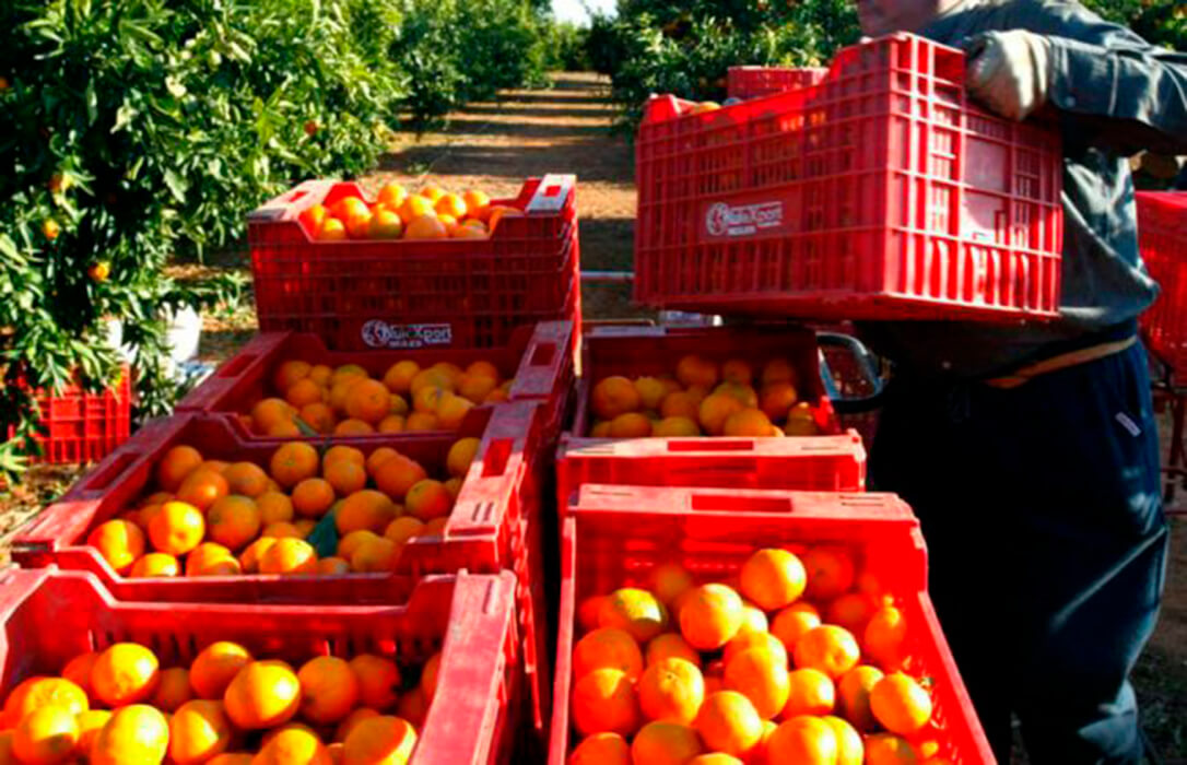 Guerra regional en los cítricos: «El MAPA permitirá que el dinero de los citricultores andaluces financie los centros de investigación valencianos»