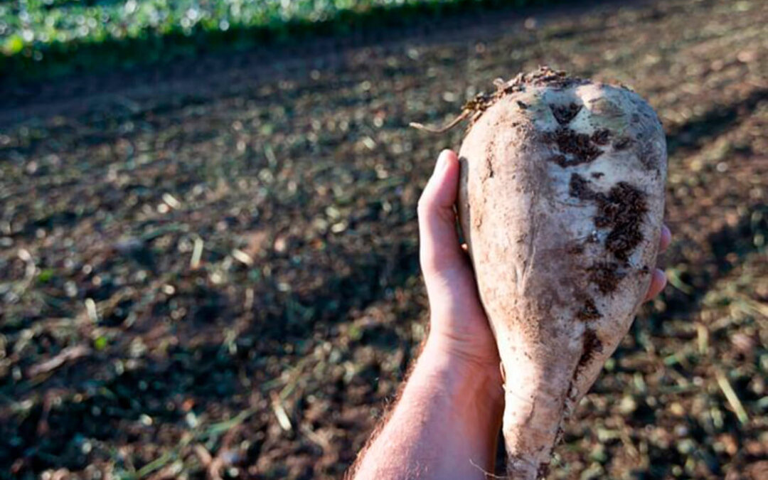 Lamentan el cese definitivo (aunque lo llamen «momentáneo») de la Azucarera de Jerez, caída de un sector que llegó a tener 90 fábricas en España