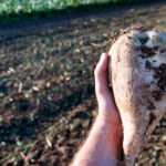 They lament the definitive closure (although they call it "momentary") of the Jerez Sugar Factory, the fall of a sector that once had 90 factories in Spain